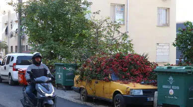 Sahibi öldü o da ölüme terk edildi: 8 yılda sarmaşık her yerini sardı