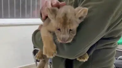 Kargo'dan maymundan sonra yavru aslan çıktı