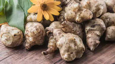 Evde zencefil yetiştirmenin en kolay yolu: Zencefile para vermeyin