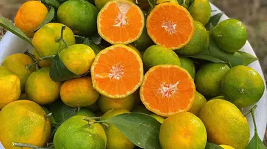 İnsanları zehirleyeceklerdi: Sınır kapısında zehirli mandalina alarmı