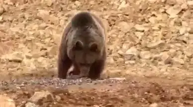 ''Ayı gel!'': Yol kenarındaki ayıya 'hamsi' ziyafeti