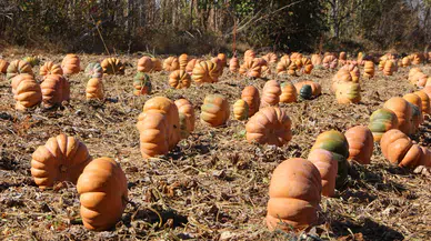 Konya’nın portakal renkli Muskatında hasat zamanı: Yüzler gülüyor
