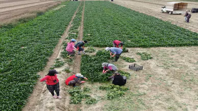 Bu yıl ıspanak bol: Hasadı kadınlar yapıyor