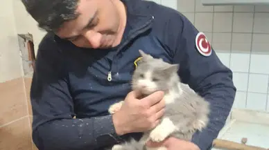 Kedi kurtarma operasyonu: Hava boşluğuna ters düşmüş