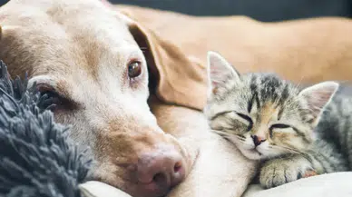 Evcil hayvanı olanlar dikkat! O tarihten sonra yasak