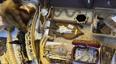 Fil dişi tespih, kurt dişi, caretta caretta kabuğundan tespih, aslan tırnağı: Polisten ilginç operasyon