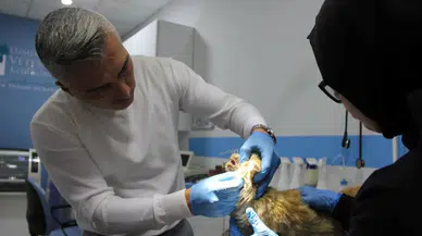 İnsana bulaşır mı? Yavru kedide AIDS tespit edildi