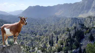Konya'nın Giden Gelmez Dağlarından çağrı var: Görsel şölen yok oluyor