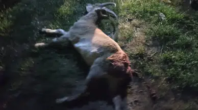 Konya'da koruma altındaki hayvanı vurdular: 2 milyon TL'ye yakın ceza