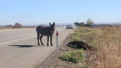 Annesi öldü: Eşek sıpası annesinin başından ayrılmadı