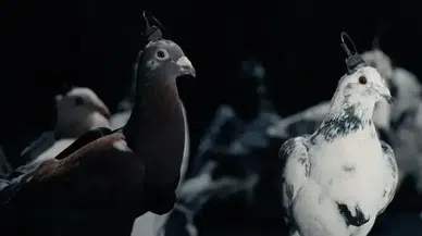 Rusya, casusluk için uzaktan kumandalı biyo-dron güvercinler üretti