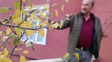 Konya'da mevsimleri şaşıran erik ağacı çiçek açtı