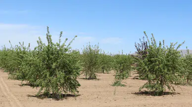 Konya'da CHP'li belediye 60 dekar tarlaya badem ağacı dikti
