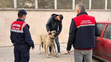 Polisten nefes kesen operasyon: Köpek dövüştürüyorlardı