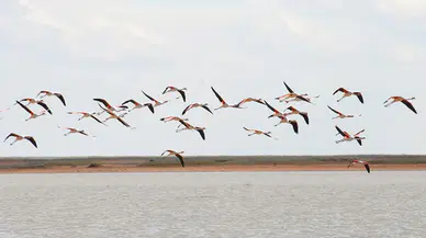 Artık Konya’ya gelmiyorlar: Flamingolar rotayı başka yere çevirdi