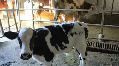 Genç, kadın, veteriner hekim, ziraatçi: İsteyen herkes kırmızı et üretecek, et ucuzlayacak