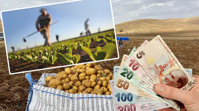 Konya'da bu ürünü ekenler milyoner oldu: Gıda devi para dağıttı