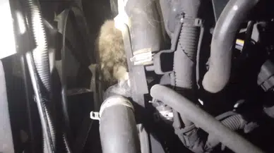 Nasıl olduğunu kimse anlayamadı: Kedi kendisini kurtaranlarla adeta konuştu