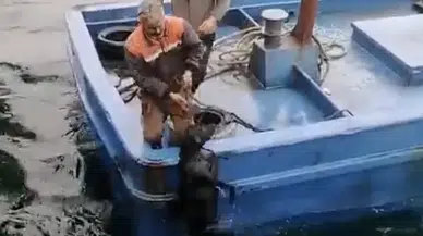 İskelede denize düştü: Sürüklenen köpeğin yardımına balıkçılar yetişti