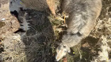 "Sürüden ayrılanı kurt kapar" sözü gerçek oldu