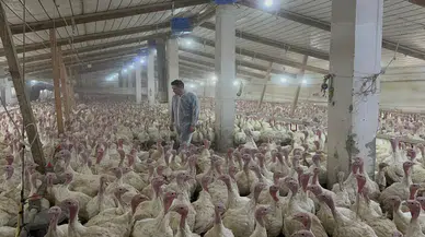 Yılbaşı hindisi cep yakacak: Binlerce hindi kesiliyor