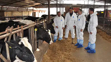 Besicilere yeni yıl şoku: Yeni düzenleme bütün hayvan yetiştiricisini ilgilendiriyor