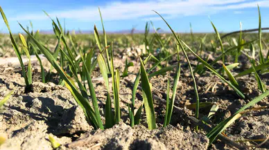 Konya Ovası giderek kuruyor: Yağışlar yetersiz, çiftçiler düşünceli