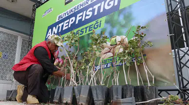 Konya, Antep Fıstığı üretiminde Güney Doğu'ya rakip oluyor