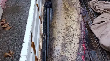 Böyle balık görülmedi: Gören gözlerine inanamadı