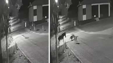 Konya'da aç kalan kurtlar merkeze indi: Eşek telef oldu