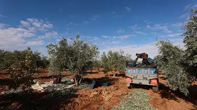 Konya tarımına "susuzluk" ayarı: Buğdayın yanında zeytin ve Antep fıstığı