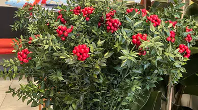 Kokina seferberliği: Doğada bedava tezgahta el yakıyor