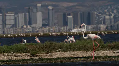 'Flamingo Yolu' turunda renkli görüntüler