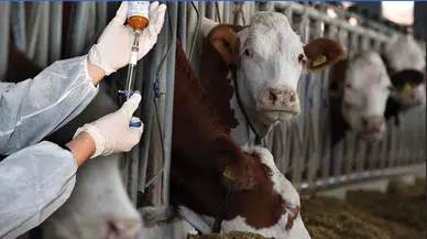 Ete zam mı gelecek? Pazarlar ne zaman açılacak? Şap tehdidi sürüyor