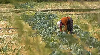 Konyalı çiftçiler tedirgin: Milyonlarca dekar ekilmeyen alan kiraya verilecek