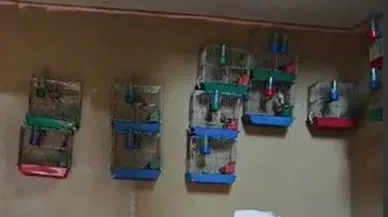 Evinde 21 tane saka kuşu bulunan kişiye ceza
