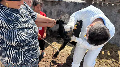Konya'da şap alarmı: Her yerde aşılama yapılıyor, karantina gündemde