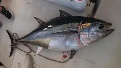 Türkiye yakalıyor, Japonya ve Güney Kore yiyor