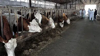Hayvan pazarları 24 şehirde açıldı: Konya listenin dışında kaldı