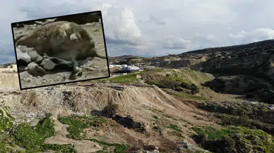 Konya'da rezalet görüntüler: Telef olan hayvanlar çöplüğe atıldı