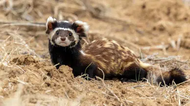 Konyalıların sansarla imtihanı sürüyor! Elektrikler bu yüzden gidiyormuş