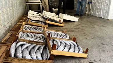Geçen yıl sebil gibiydi bu yıl az: Palamut fiyatı cep yakıyor