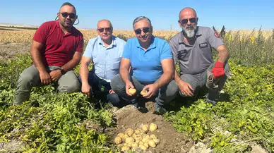 Konya’da cipslik patates üretildi: Sektöre “Uğur” getirecek