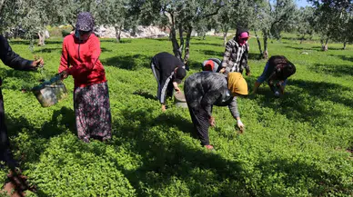 ABD vergi indirimi kararı: Üretici ve çiftçi tedirgin