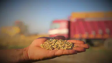 Konya merkez oldu yerli tohumda Türkiye devrim yaptı: Ata tohumu 117 ülkeye ihraç ediliyor