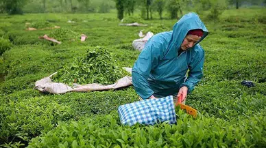 Çayın da tadı kaçı: Yüzde 7.5 zam