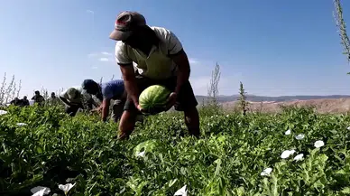 Kuruş kalmadı ama tarlada 30 kuruş, tezgahta 30 katı