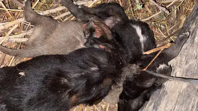 Vahşet: 3 yavru köpeği birbirlerine bağlayıp boğmuşlar