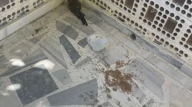 Yaralı ebabil kuşuna Konya'da şefkat eli