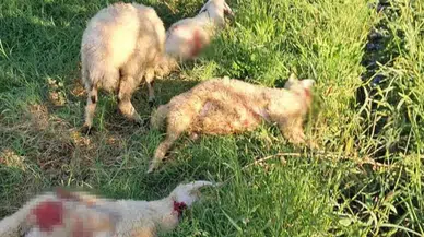 Sahipsiz köpekler kuzuları telef etti